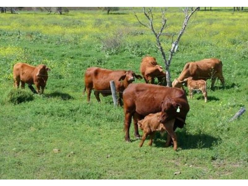 1148 ACRES NORTH-WEST, Bell QLD 4408