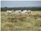 1173 Acres Condamine River Grazing + Stud Herd, Brigalow QLD 4412