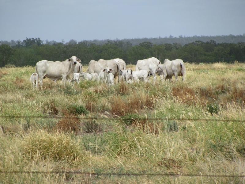 1173 Acres Condamine River Grazing + Stud Herd, Brigalow QLD 4412