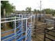 1173 Acres Condamine River Grazing + Stud Herd, Brigalow QLD 4412