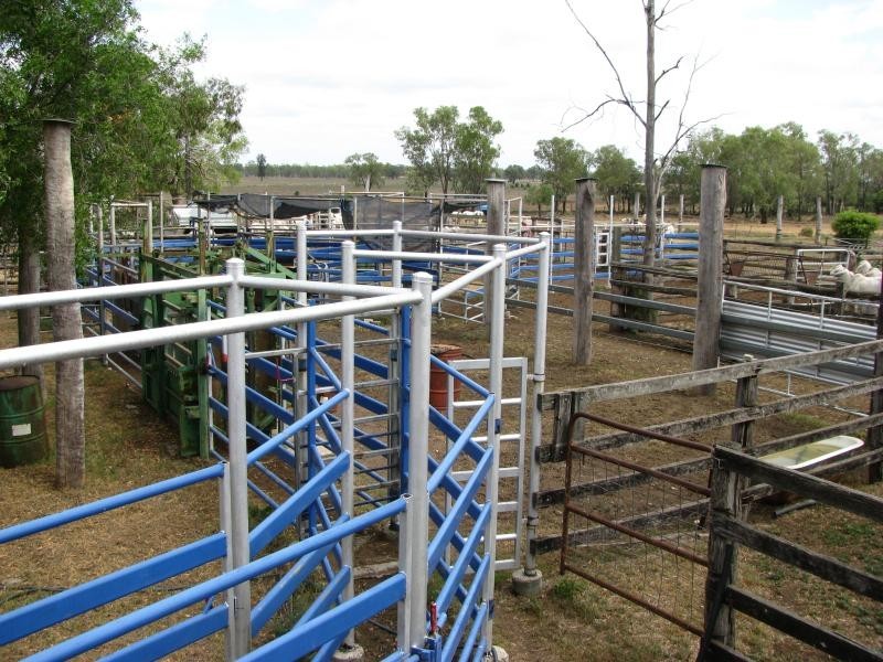 1173 Acres Condamine River Grazing + Stud Herd, Brigalow QLD 4412