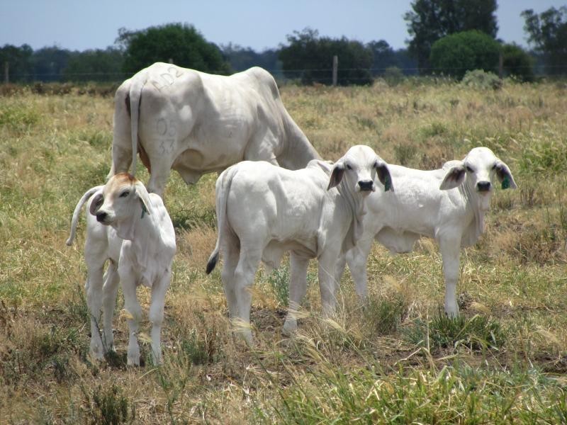 1173 Acres Condamine River Grazing + Stud Herd, Brigalow QLD 4412