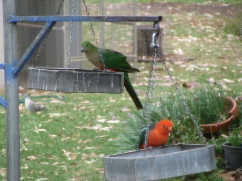 1173 Acres Condamine River Grazing + Stud Herd, Brigalow QLD 4412