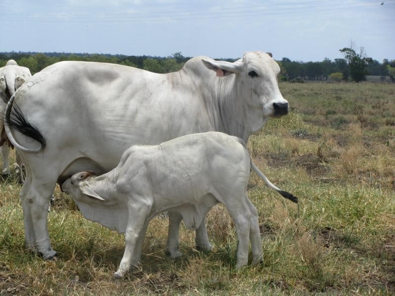 1173 Acres Condamine River Grazing + Stud Herd, Brigalow QLD 4412