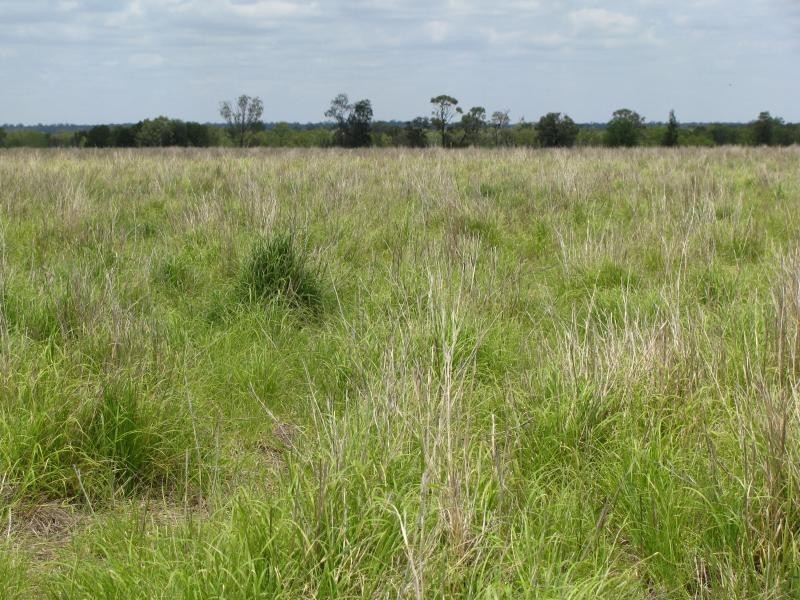 1173 Acres Condamine River Grazing + Stud Herd, Brigalow QLD 4412