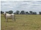 1173 Acres Condamine River Grazing + Stud Herd, Brigalow QLD 4412