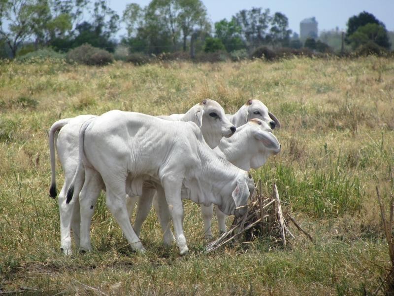 1173 Acres Condamine River Grazing + Stud Herd, Brigalow QLD 4412