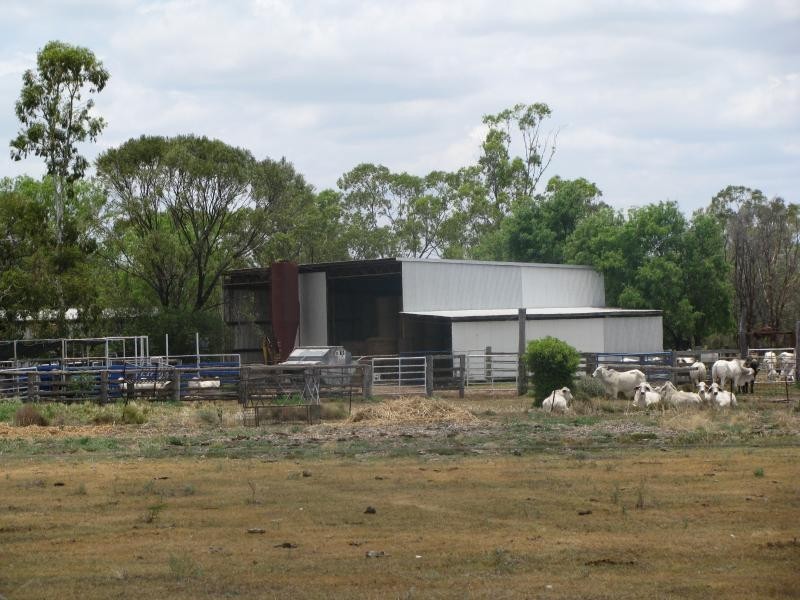 1173 Acres Condamine River Grazing + Stud Herd, Brigalow QLD 4412