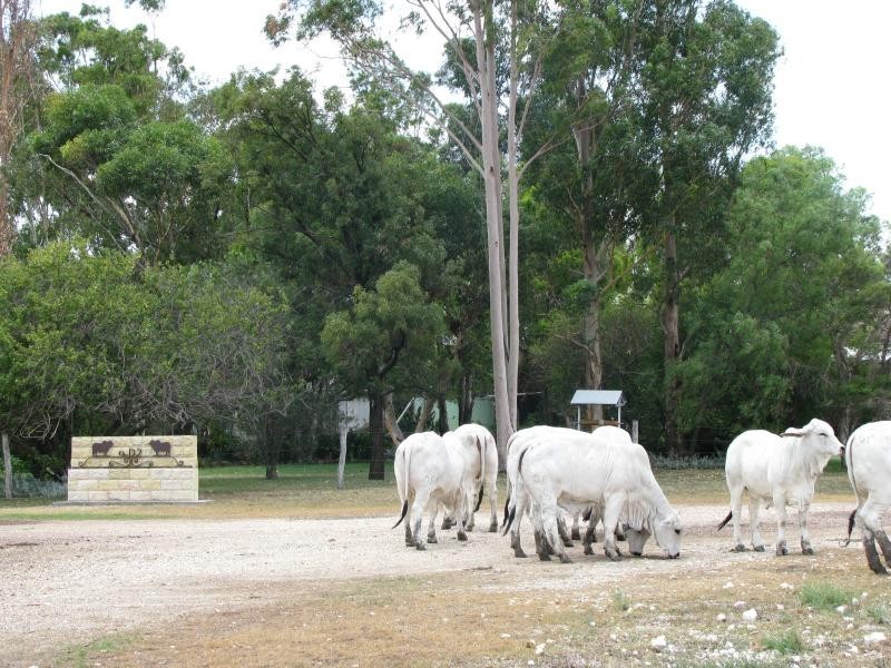 1173 Acres Condamine River Grazing + Stud Herd, Brigalow QLD 4412