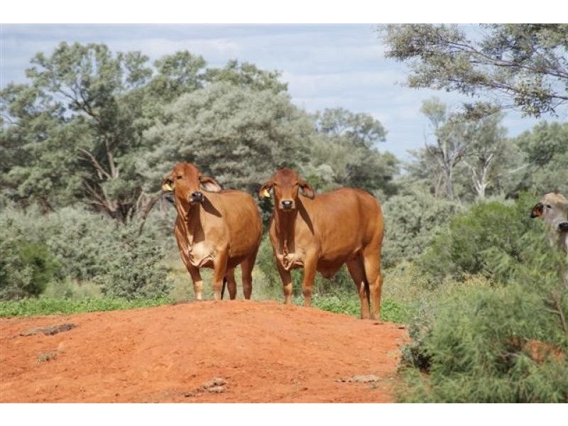 Thargomindah QLD 4492