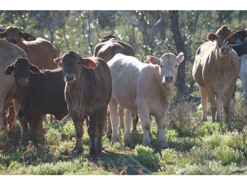 Thargomindah QLD 4492