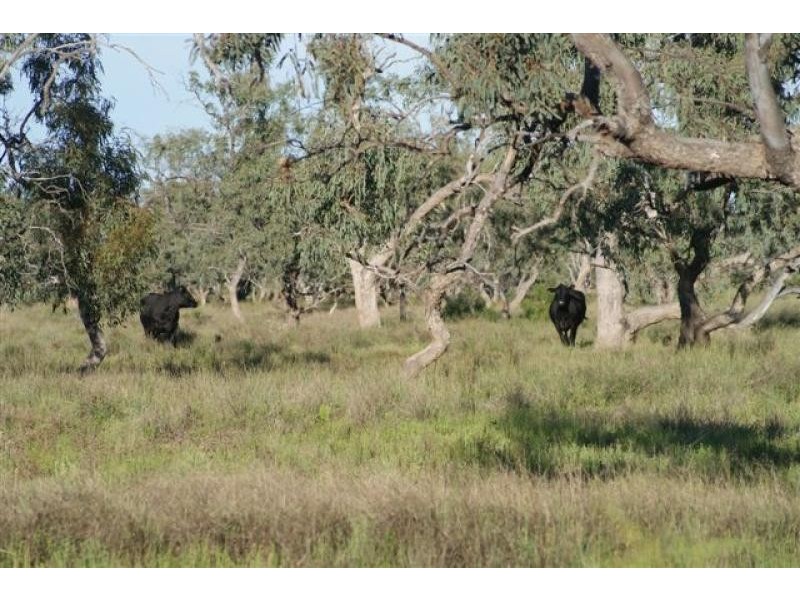 Thargomindah QLD 4492