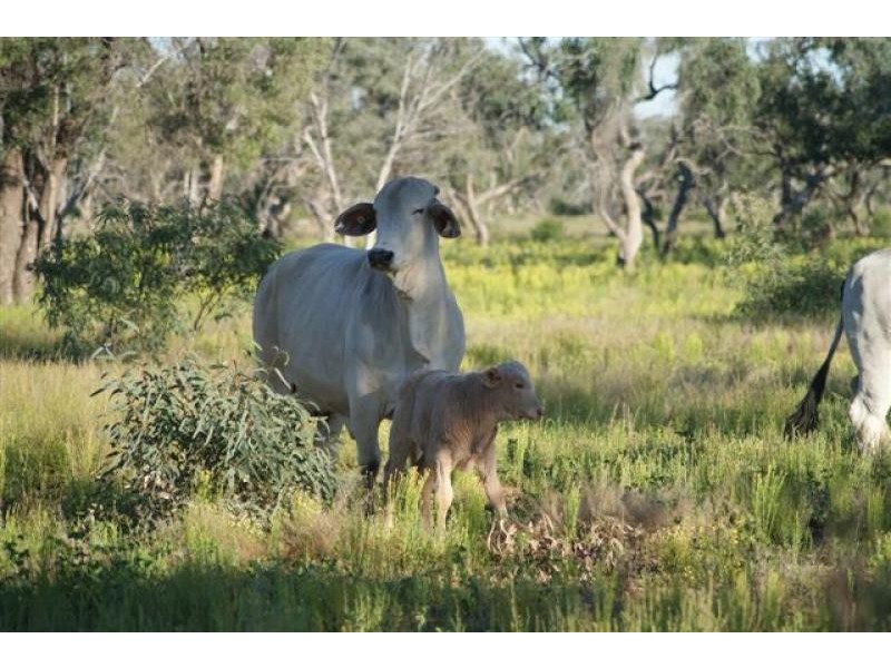 Thargomindah QLD 4492