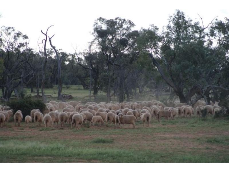 Thargomindah QLD 4492