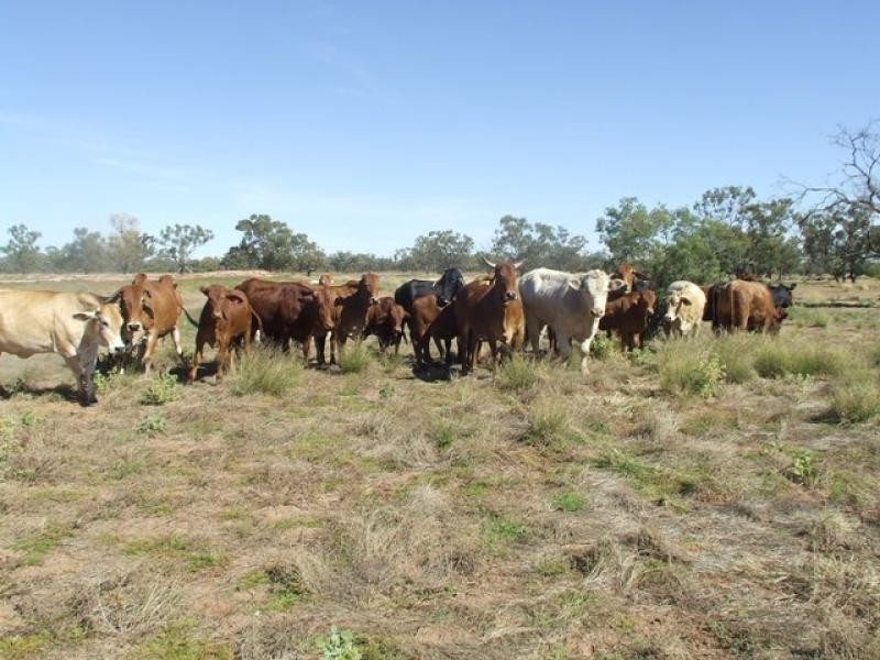 Thargomindah QLD 4492