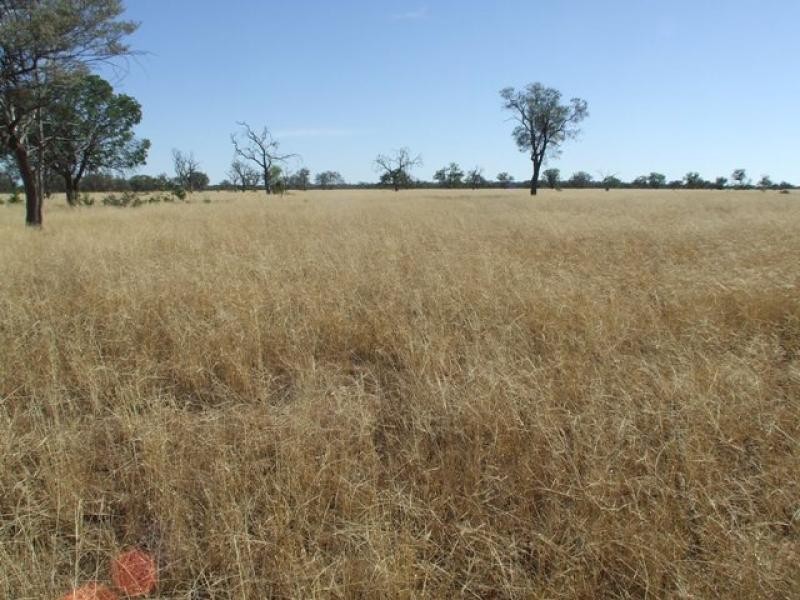 Thargomindah QLD 4492