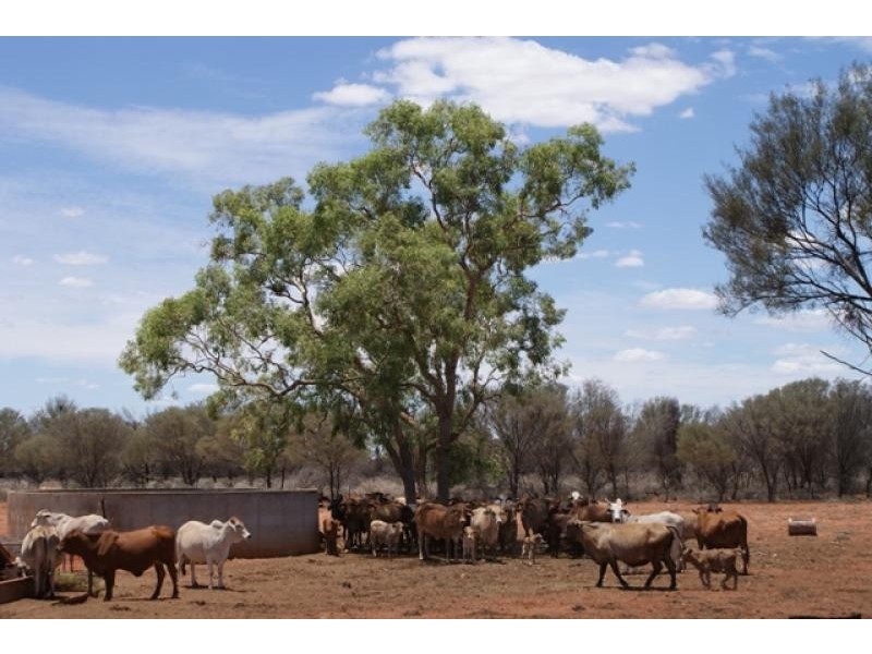 Thargomindah QLD 4492