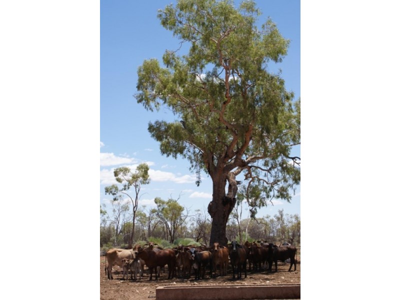 Thargomindah QLD 4492