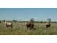 Bollon QLD 4488