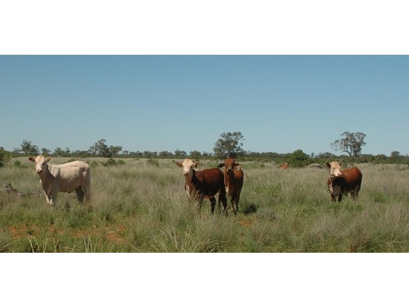 Bollon QLD 4488