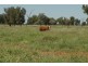 Bollon QLD 4488