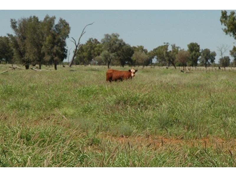 Bollon QLD 4488