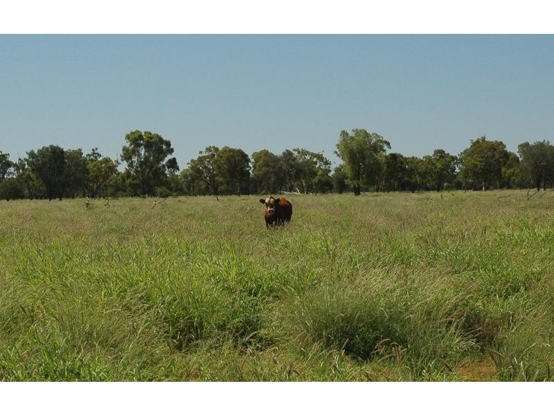 Bollon QLD 4488