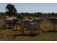 Talwood QLD 4496