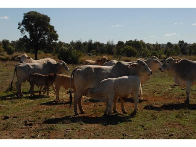 Talwood QLD 4496