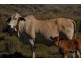 Talwood QLD 4496