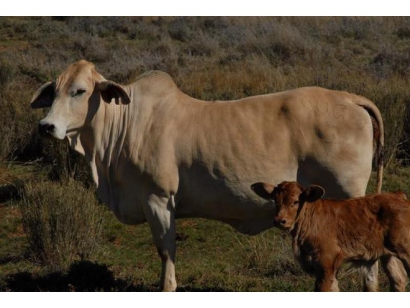 Talwood QLD 4496