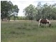 463 ACRES LIFESTYLE PROPERTY, Miles QLD 4415