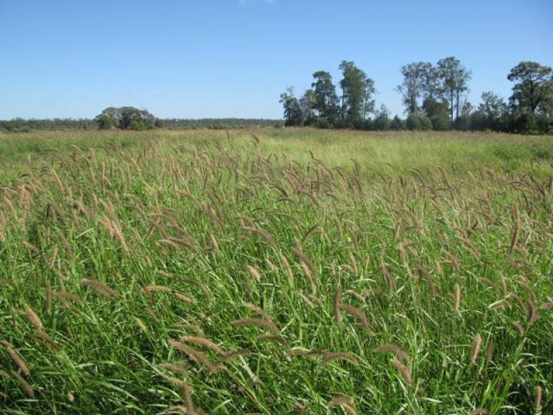 ORIENT, 5372 ACRES QUALITY GRAZING, Miles QLD 4415