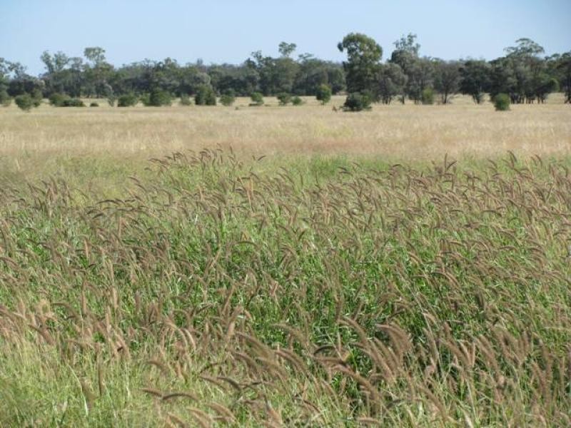 ORIENT, 5372 ACRES QUALITY GRAZING, Miles QLD 4415