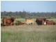 ORIENT, 5372 ACRES QUALITY GRAZING, Miles QLD 4415