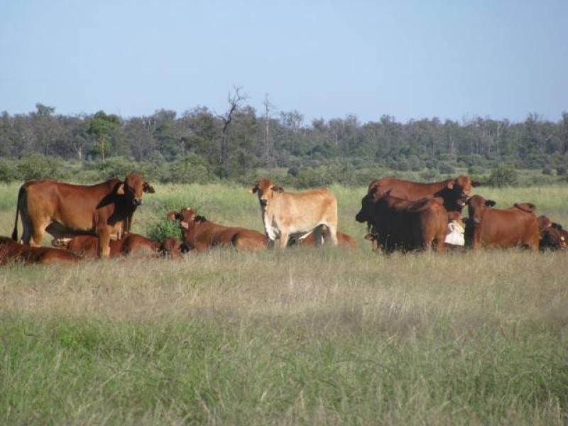 ORIENT, 5372 ACRES QUALITY GRAZING, Miles QLD 4415