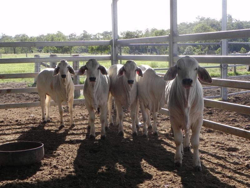 South Bingera QLD 4670