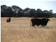 3500 ACRES GRAZING PROPERTY, Tara QLD 4421
