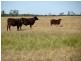 3500 ACRES GRAZING PROPERTY, Tara QLD 4421