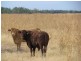 4771 ACRES WELL IMPROVED CATTLE PROPERTY, Tara QLD 4421