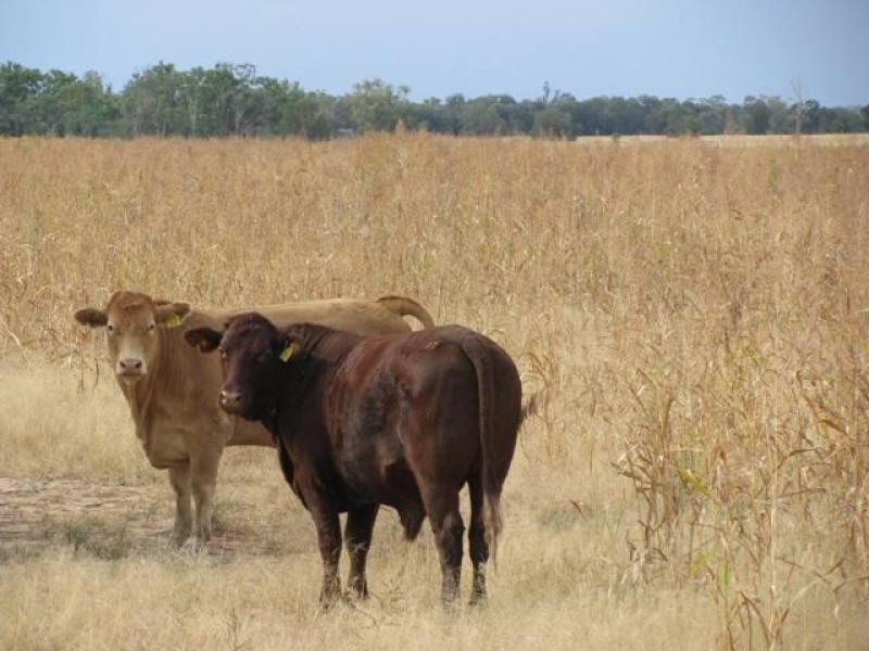 4771 ACRES WELL IMPROVED CATTLE PROPERTY, Tara QLD 4421