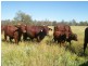4771 ACRES WELL IMPROVED CATTLE PROPERTY, Tara QLD 4421