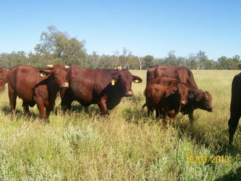 4771 ACRES WELL IMPROVED CATTLE PROPERTY, Tara QLD 4421
