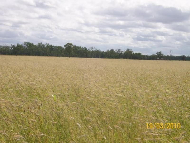 4771 ACRES WELL IMPROVED CATTLE PROPERTY, Tara QLD 4421