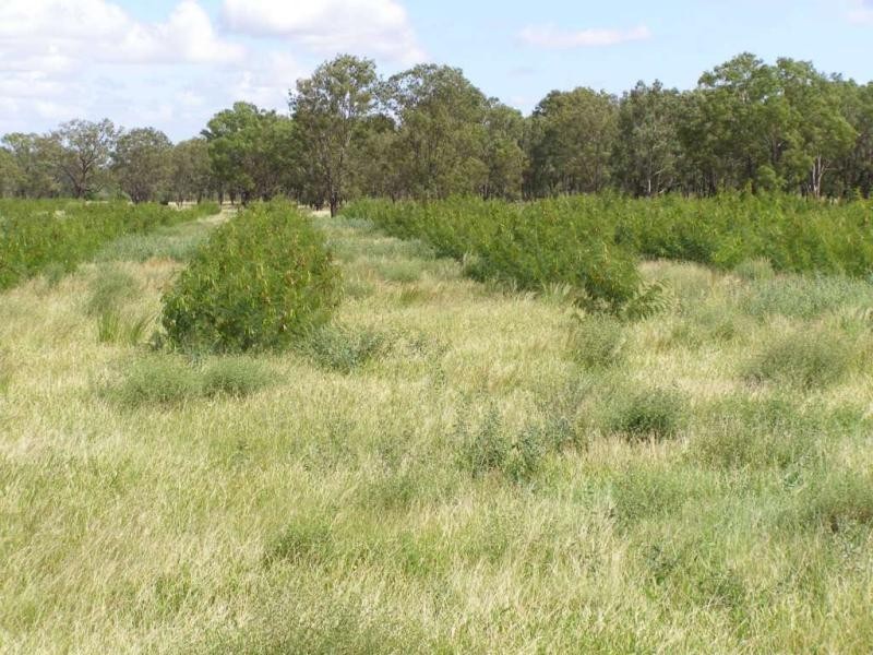 Rockhampton QLD 4700