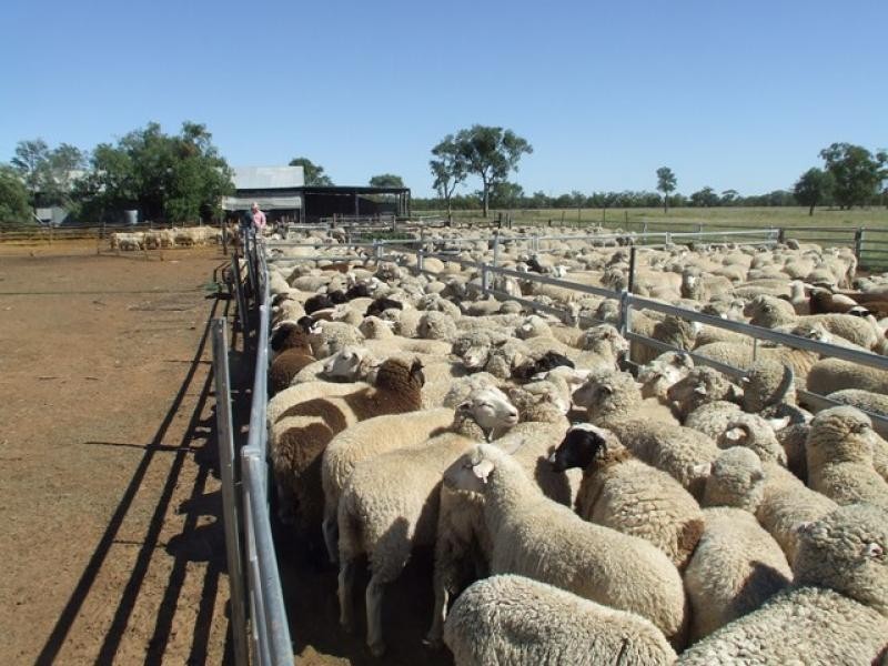 10601 Jobs Gate Road, Cunnamulla QLD 4490 the real estate agency