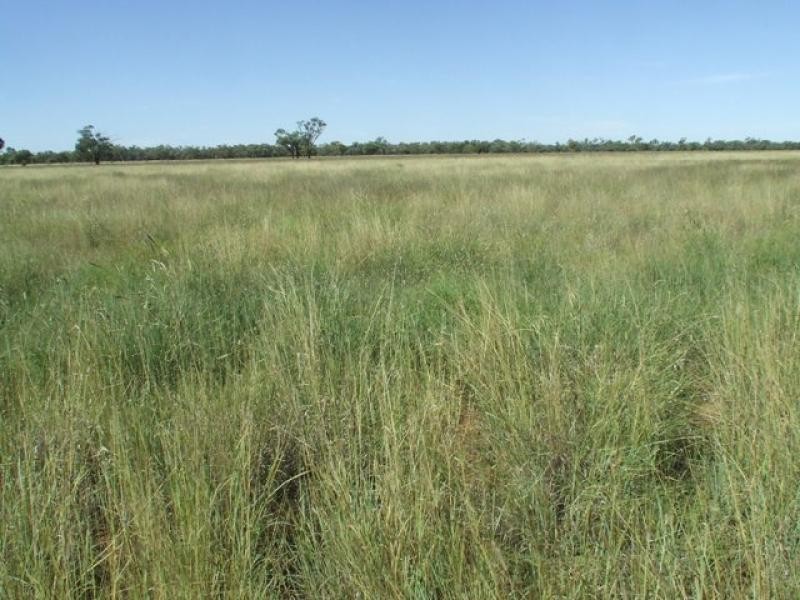 10601 Jobs Gate Road, Cunnamulla QLD 4490 the real estate agency