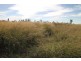 Miles QLD 4415