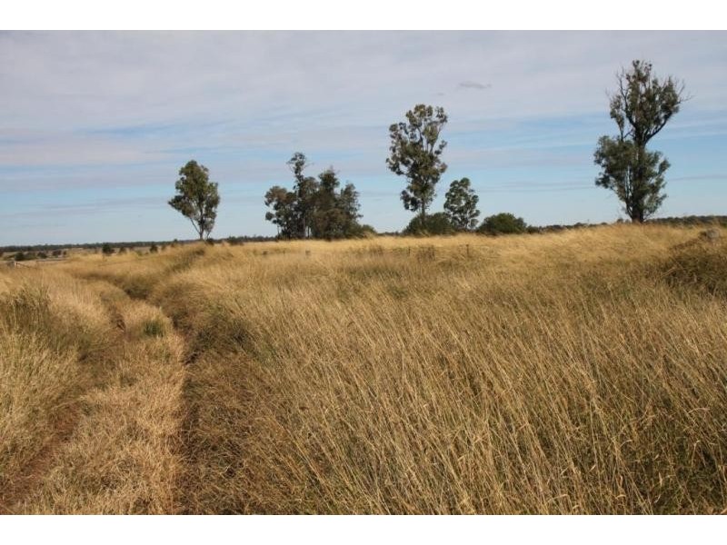 Miles QLD 4415
