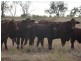 Ingle Downs, Moreena & 20 Mile, Winton QLD 4735